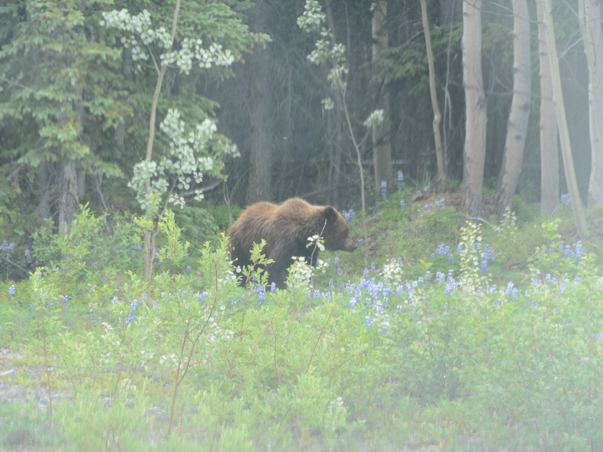 Op zwier in Kluane National Park (Yukon) en opnieuw in Alaska