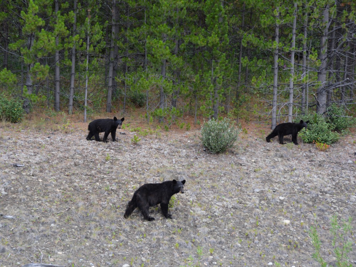 Bye bye Yukon en hellow beren